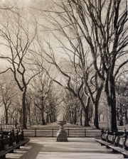 Elms, Central Park, NYC